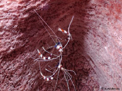 Hiding from predators, we found these two Banded Coral Sh... by Steven Anderson 